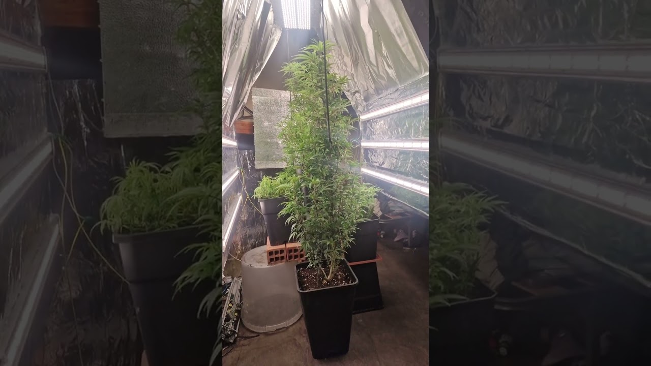 Die ultimative Growlampe