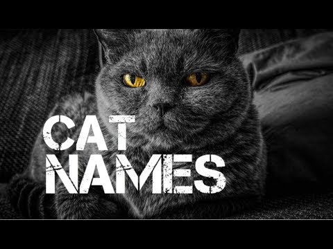 female-cat-names-starting-with-k---youtube