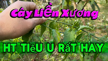 Cây Liền Xương Nhanh Mà Nhiều Hơn Nữa | CTVC