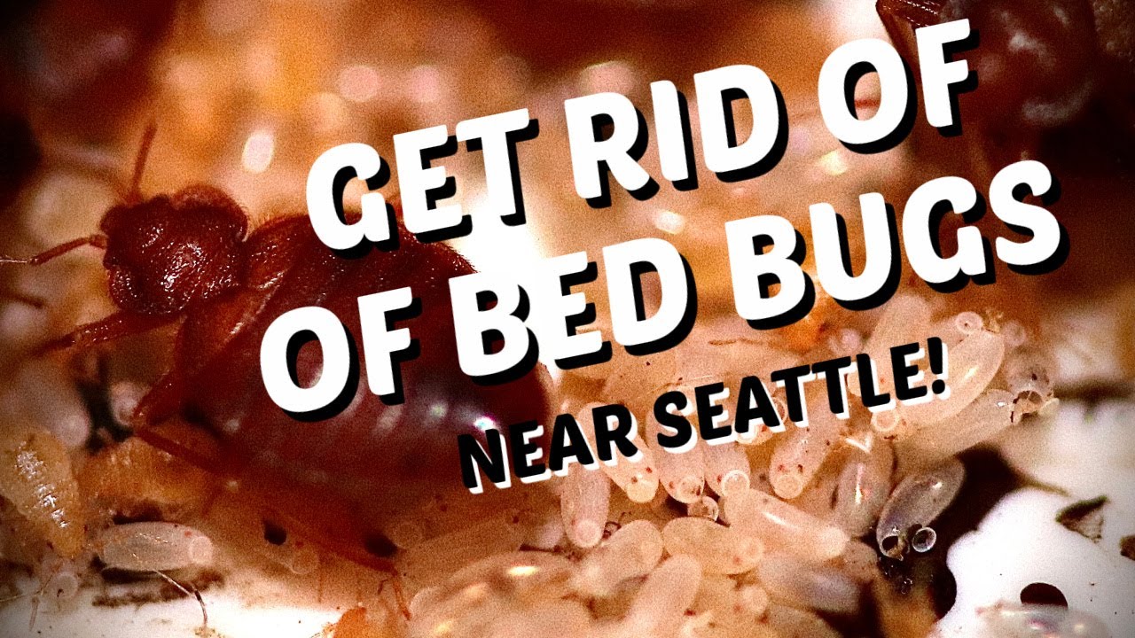 Get Rid of Bed Bugs in Seattle Croach Pest Control YouTube