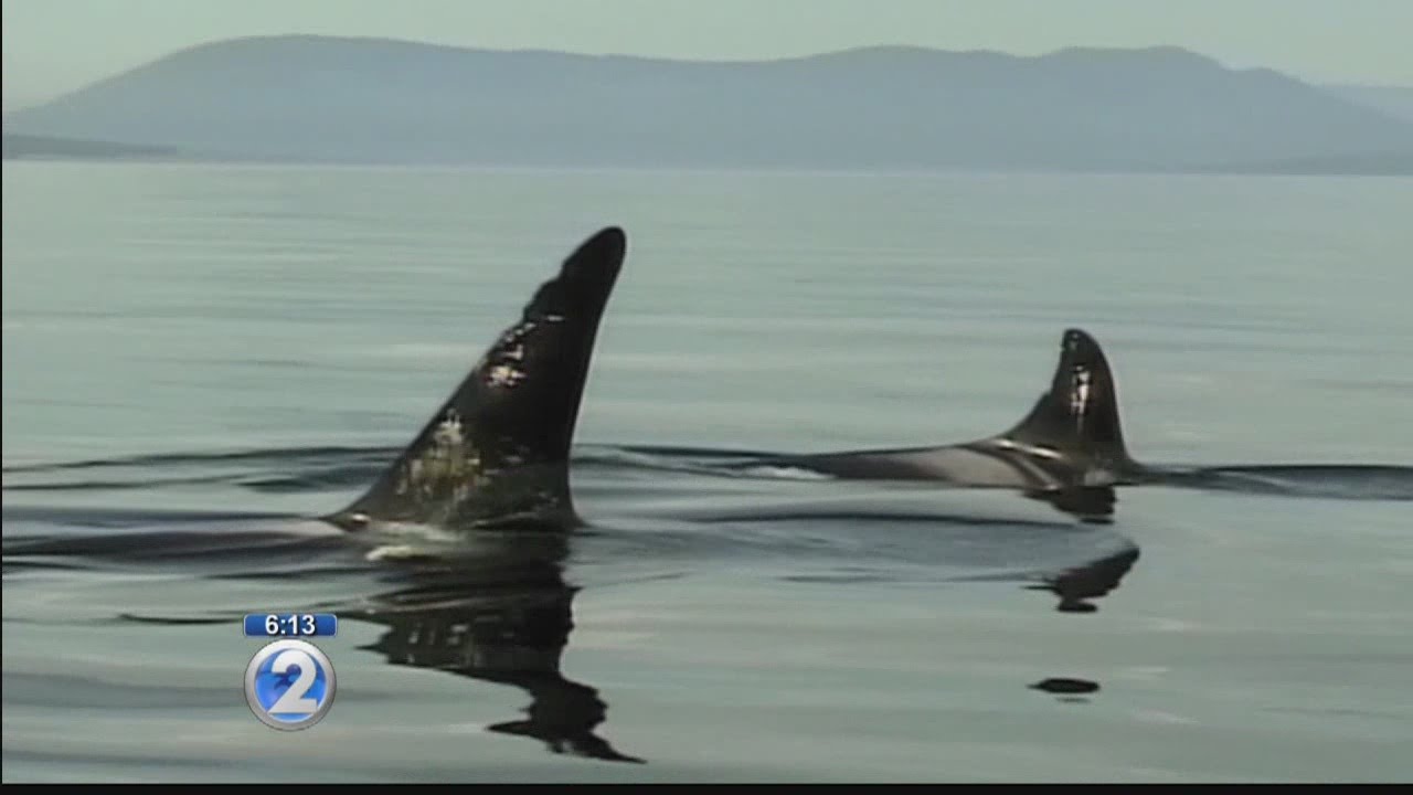 Mixed Plate: Orcas return to Washington state waters after years of hunting