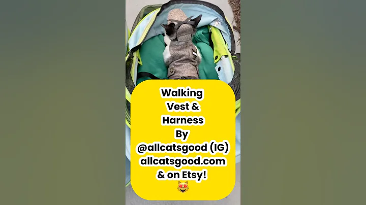 Video 11404411: sphynx cat walking, best sphynx
