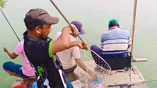 Hook Catfish In The Water Hyacinth.....