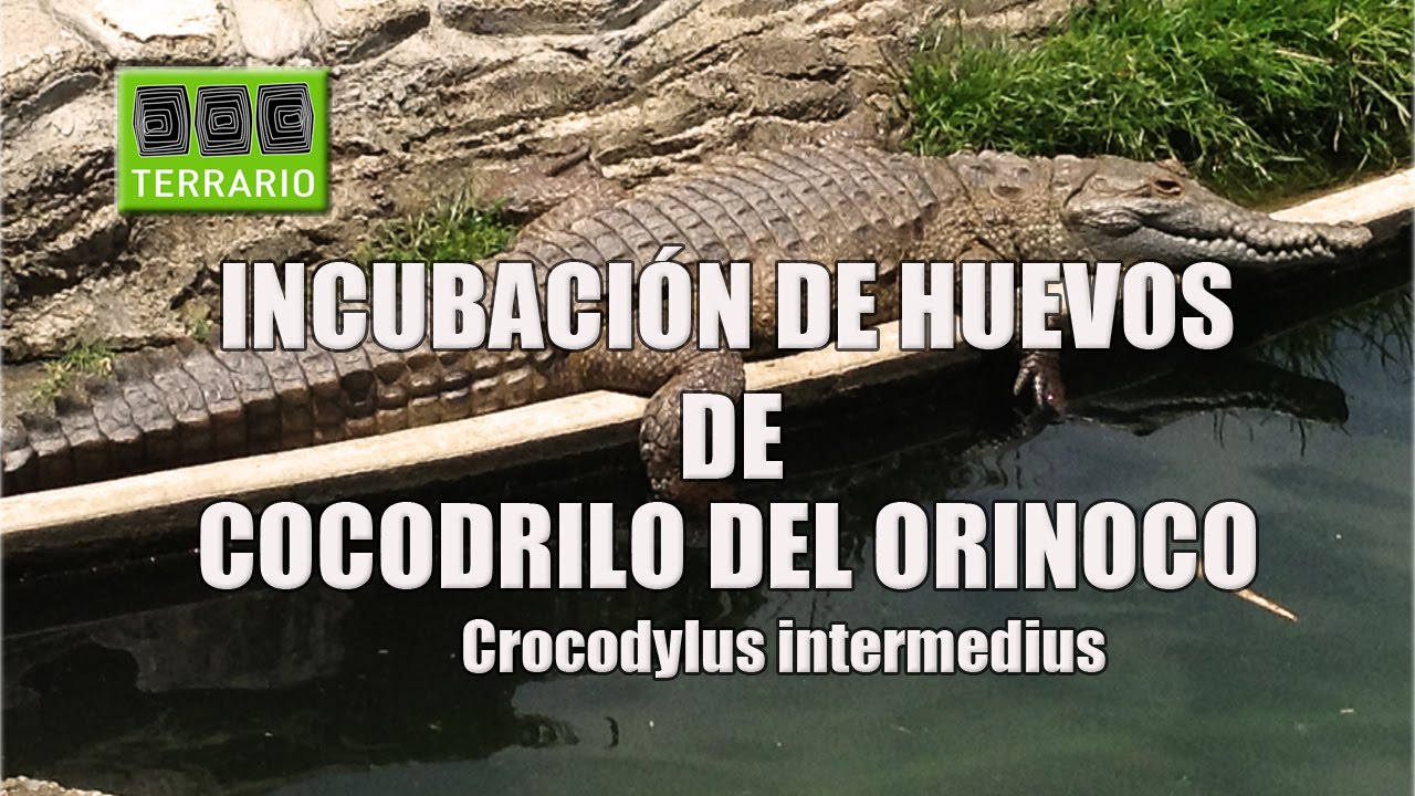 INCUBACIÓN DE HUEVOS DE COCODRILO DEL ORINOCO EN EL TERRARIO - YouTube