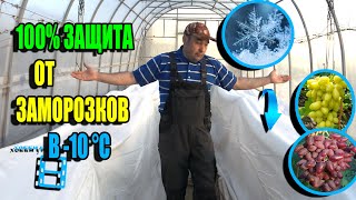 Надежная Защита Винограда От Заморозков До -10 °C. Северный Виноградник 23-16