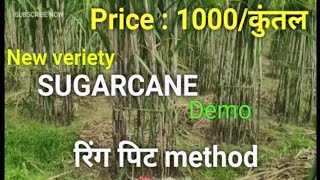 Ring pit method  1000/कुंतल की sale होगी Sugarcanefarming ringpit farming Ringpitmethod ganna