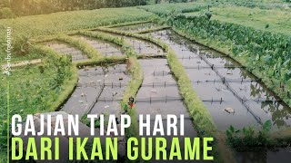 Mantan TKI Korea Hasilkan Puluhan Juta Perbulan dari Jual Telur dan Bibit Ikan Gurame