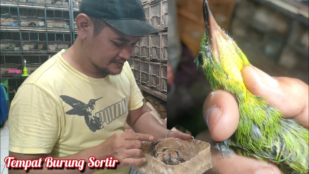 Tempat Burung Sortir ada Yang Lagi Di obral KOLIBRI NINJA JANTAN 2 Ekor 80.Rb
