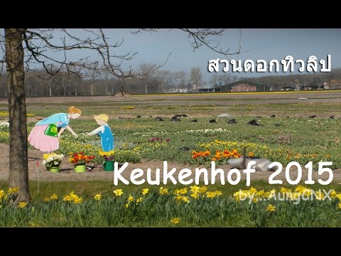 Keukenhof garden-Willem-Alexander hall–สวนดอกทิวลิปสวยที่สุดในโลก 2015