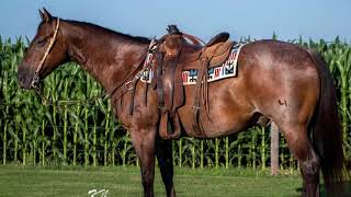 FOUR MOUSE 2012 Gelding  JM Select Horses