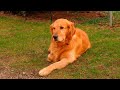 Osteoartritis Canina: una enfermedad que afecta a perros de cualquier edad