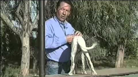 CanadaPets Video Series - Tri Tronics Hold Command for Bird Dogs Part 1 of 6