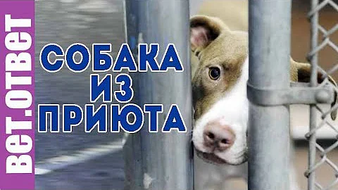 Можно ли брать взрослую собаку из приюта