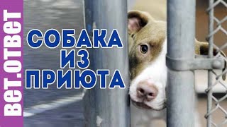 Можно ли брать взрослую собаку из приюта