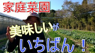 【家庭菜園】○○○○が最高の肥料です！野菜にとって最も大切なこととは？