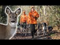 Chasse du chevreuil au chien courant  chassercuisinermanger 