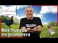 ¿Por qué las GALLINAS ponen más HUEVOS en PRIMAVERA? 🌺