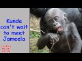 Baby gorilla  jameelas first days in cleveland no 1 gorillas