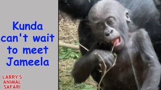 Детеныш гориллы — первые дни Джамилы в Кливленде № 1 #gorillas
