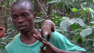 Tree pangolin foraging for ants in the Central African Republic