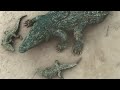 研究队遭遇海上风暴流落荒岛，却遭到鳄鱼围攻！ 【巨鳄 Mega Crocodile】| 冒险/动作 | 经典大本营