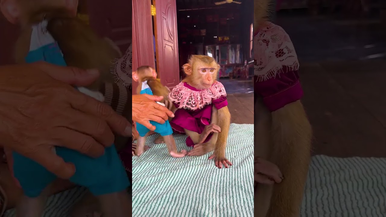 Lola Comfy ChavChav When Mommy Busy