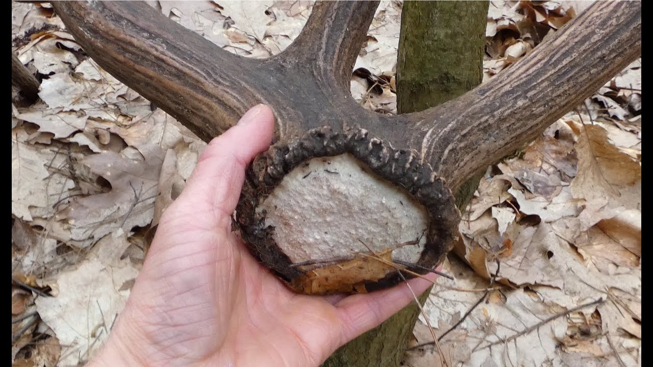 Mój rekordowy zrzut - #3 świeży bardzo długi dwunastak od znajomego byka? Zrzuty 2025