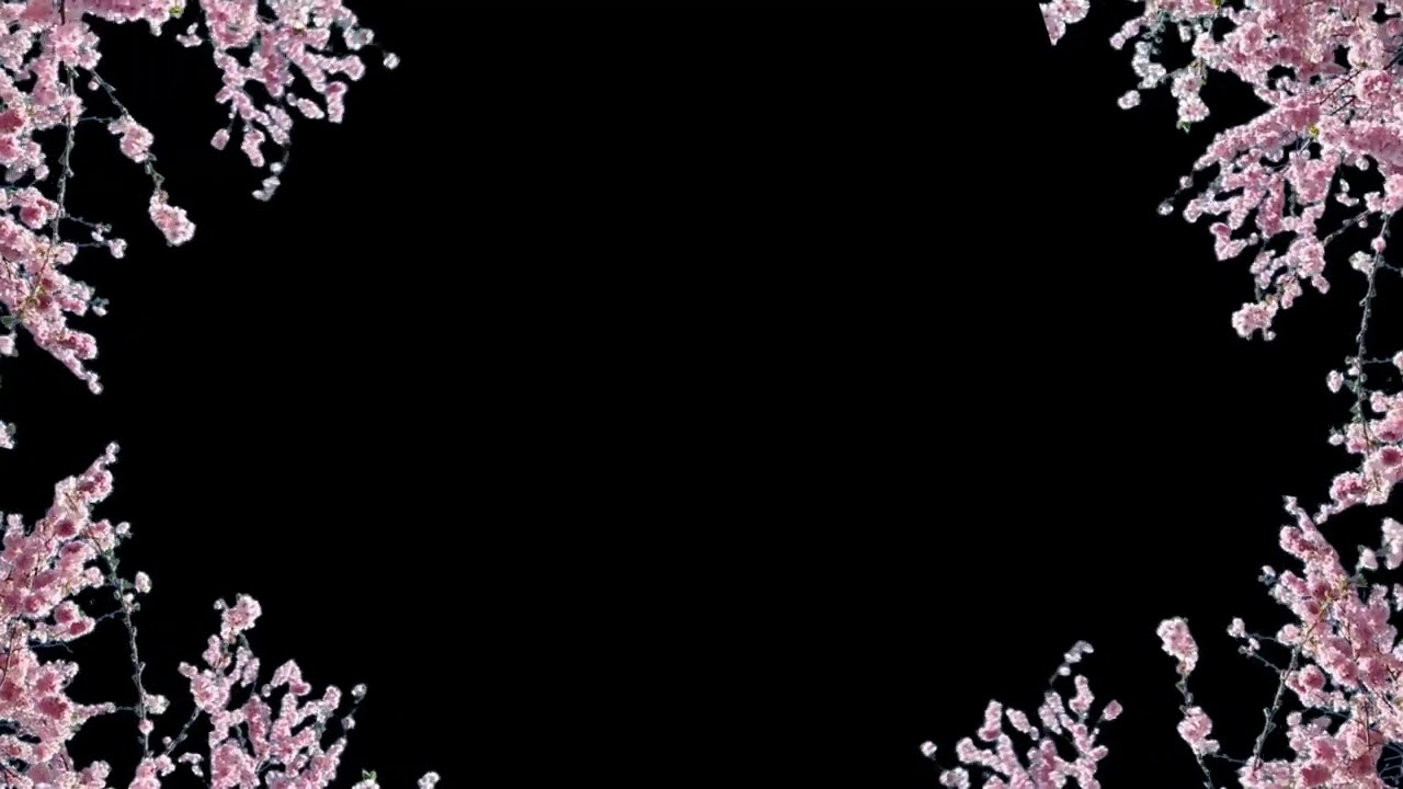cherry blossoms green screen 4k