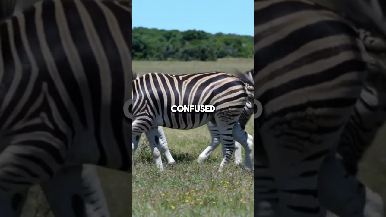 Top 3 Unique Zebra Facts You Did Not Know 