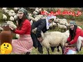 حياة أهل الريف المغربي                                    صبر وابتسامة رغم المعاناة نجومي