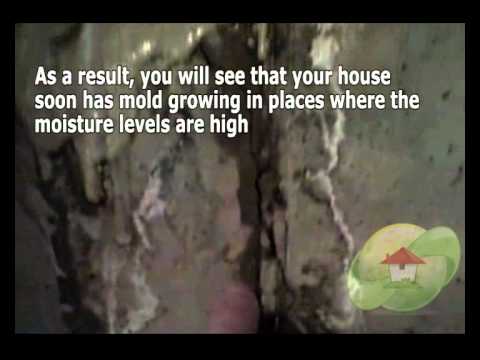 the-best-way-to-cleanup-and-removal-of-mold-from-wall-in-maitland-fl---moldremoval.com