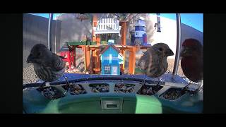 LIVE Feeding Many Hungry Wild Birds In Backyard!