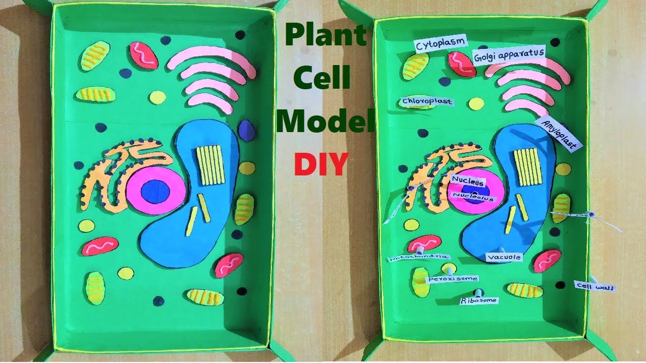 plant cell model for school science fair project | DIY ...