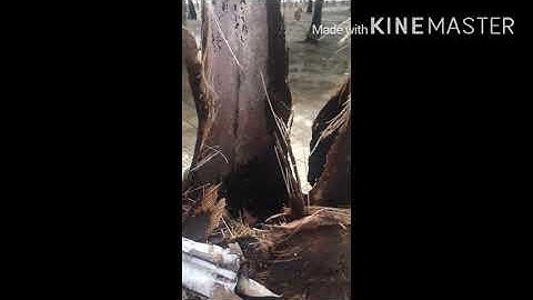 Cây dừa độc lạ ,chỉ có ba tàu lá vẫn sống bình thường (Hoàng Anh vlog)