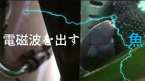 ブラックゴースト Mp3
