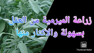 كيفية زراعة الميرمية الطبية من العقل بسهولة والاكثار منها - فوائد الميرمية