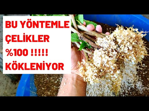 Video: Cırtdan viburnum varmı?