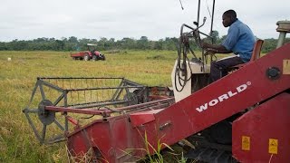 Better Seeds Bring Bigger Harvests in West Africa