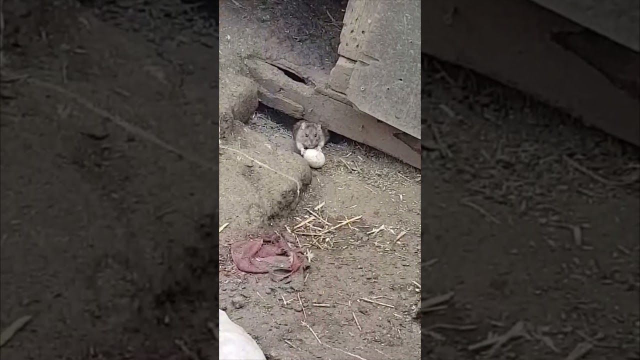 Sneaky Rats Steal Egg From Ducks