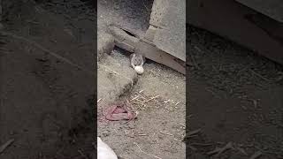 Sneaky Rats Steal Egg From Ducks