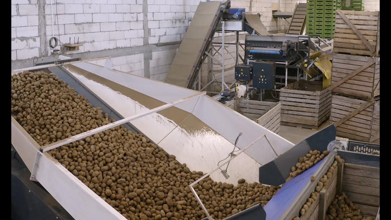 KMK - Linia do przyjęcia,  sortowania, mycia i pakowania ziemniaków