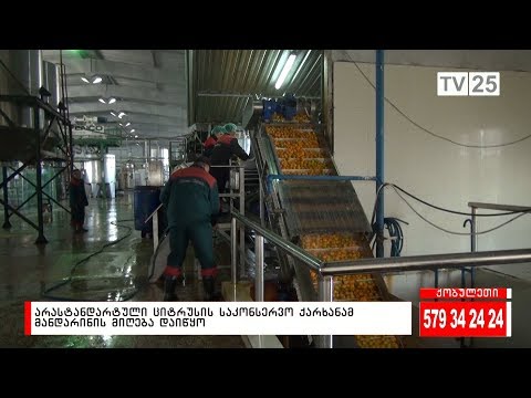 არასტანდარტული ციტრუსის საკონსერვო ქარხანამ მანდარინის მიღება დაიწყო