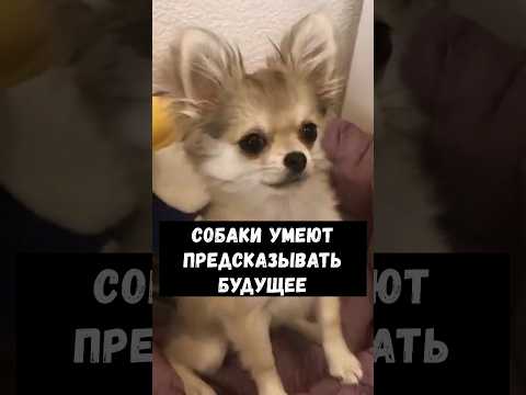 Собаки умеют предсказывать будущее #животные
