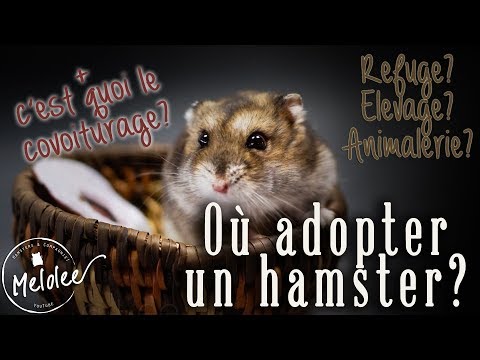 Vidéo: Comment Acheter Un Hamster