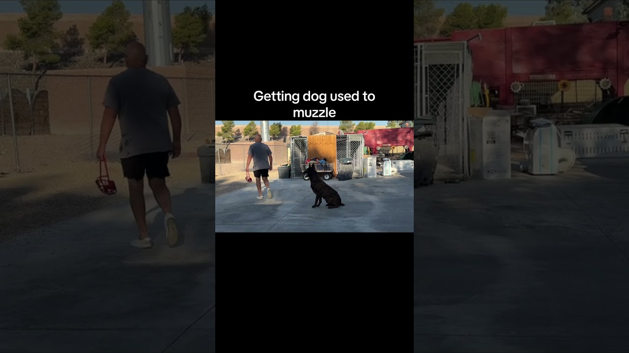 Having your dog comfortable in a muzzle.