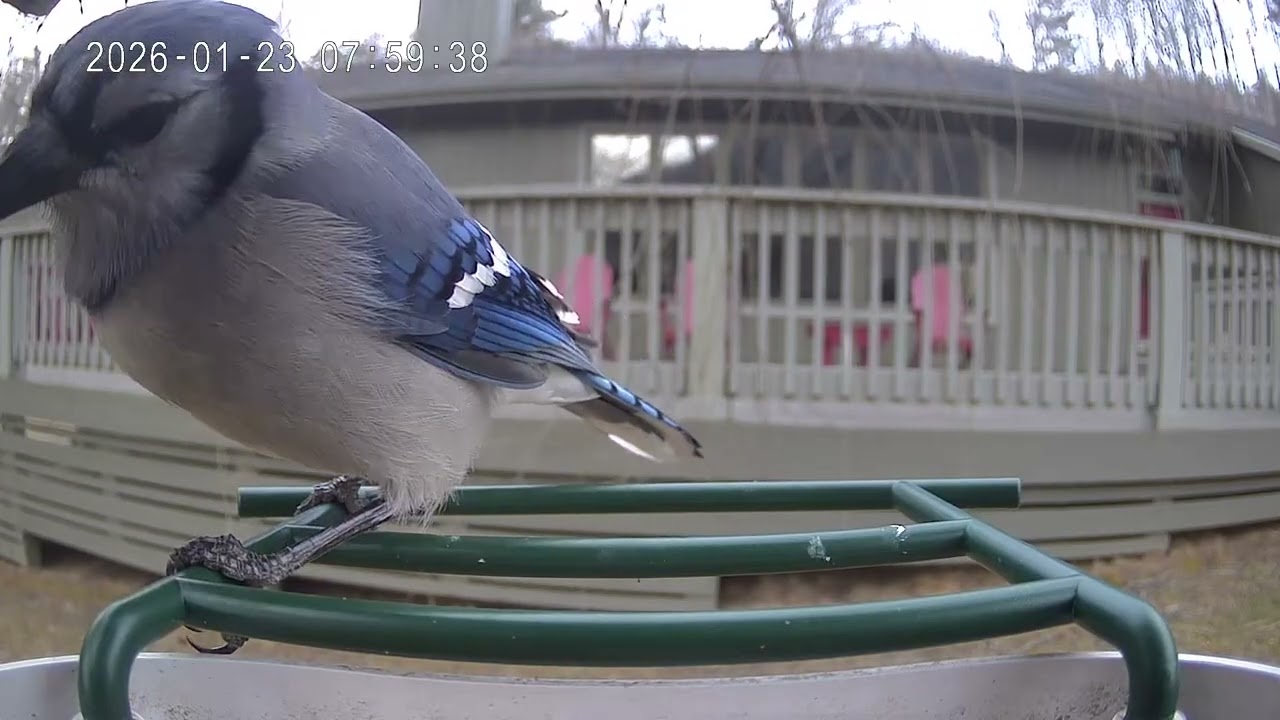 1-23-26 Mealworm Buffet 
