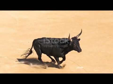 الثور واللون الأحمر الكذبة الكبرى التي صدقها الجميع