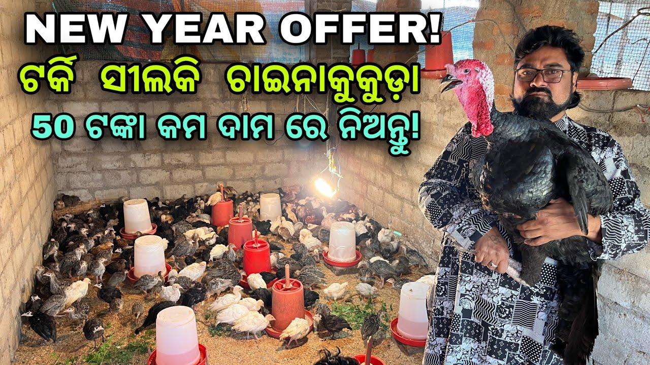 New year offer! 50 ଟଙ୍କା କମ ଦାମ ରେ ନିଅନ୍ତୁ ଟର୍କି ସୀଲକି ଚାଇନାକୁକୁଡ଼ା!