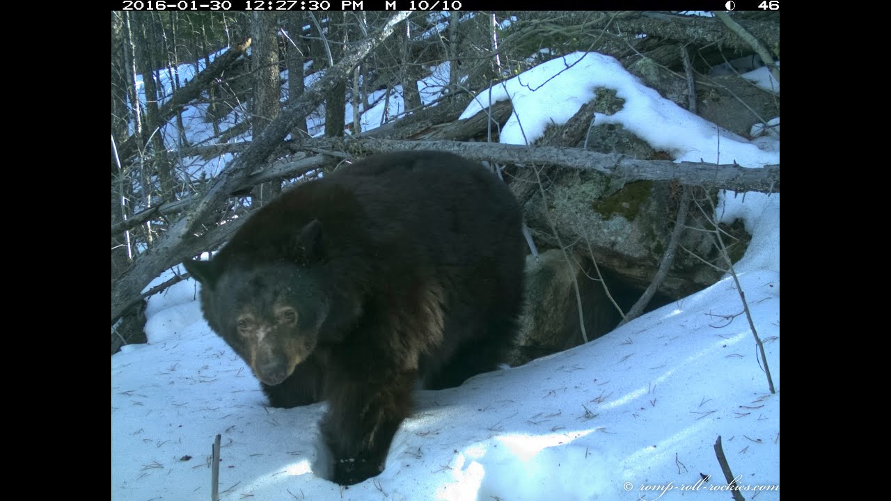 A Bear Gives Birth To Cubs Youtube