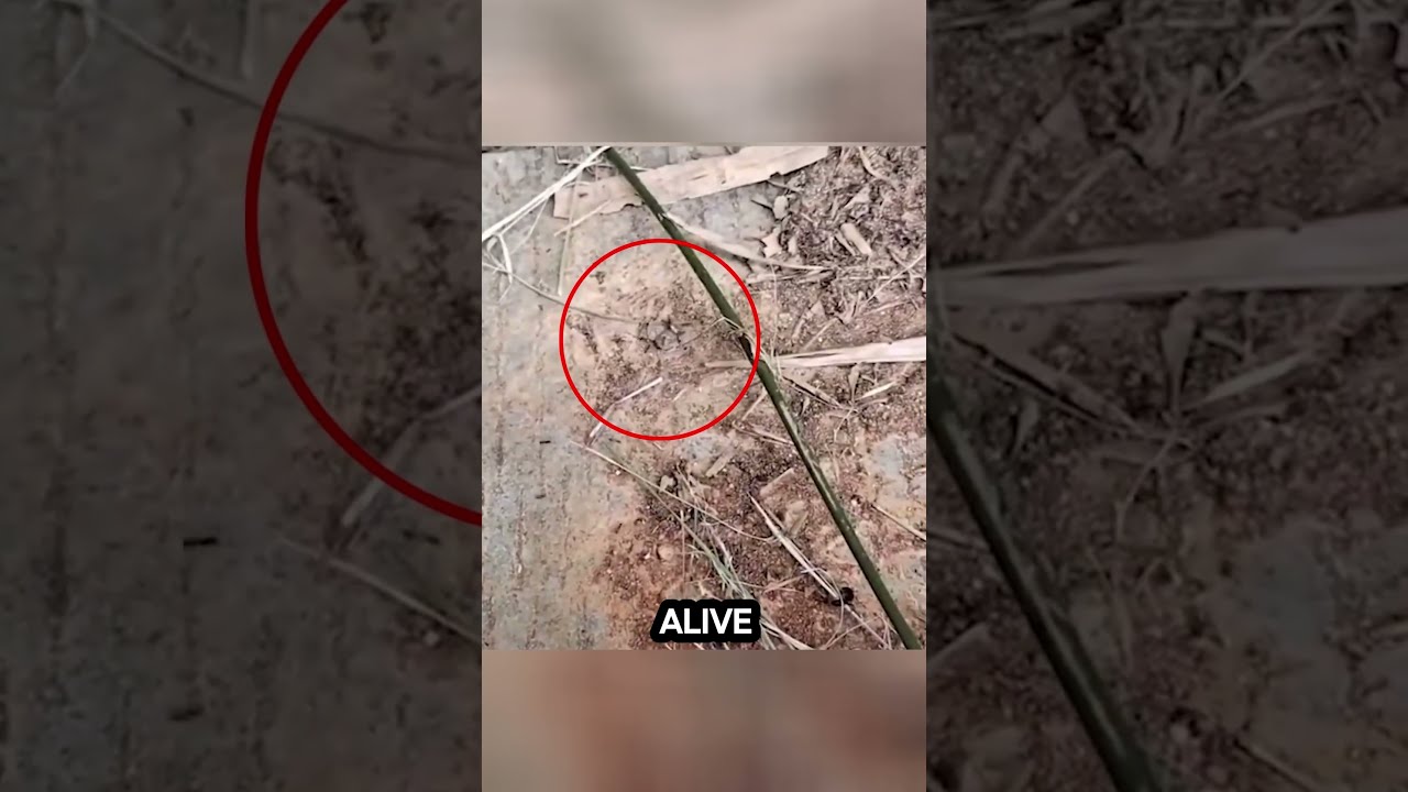 Man Pranks An Ant But It Goes Terribly Wrong 